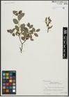 Foto von Salix arbuscula L. x Salix nigricans Sm.
